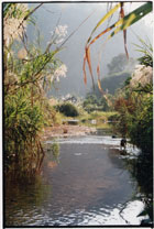 stream, Maei_la Camp